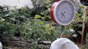 Вес мулардов в 2 месяца.