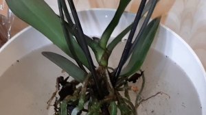 Как правильно пересадить орхидею - пошаговая инструкция.