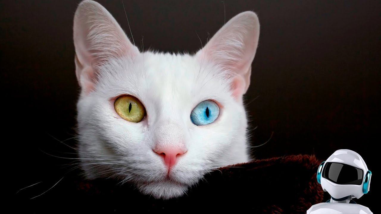 Кошка С Разноцветными Глазами