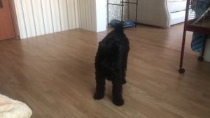 Керри Блю Терьер выказывает своё недовольство