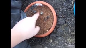 Хризантемы.Хранение зимой  в теплице.