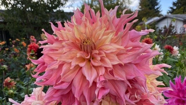 Dahlias: 10 Dahlias You Need to Have in Your Garden ? ? // Coast to Coast Home and Garden смотреть онлайн