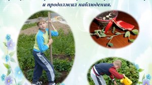 Наблюдения за ростом и развитием гороха