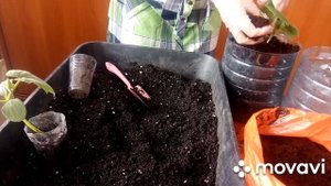 Перевалка рассады огурца/Огурцы на подоконнике/Часть 2