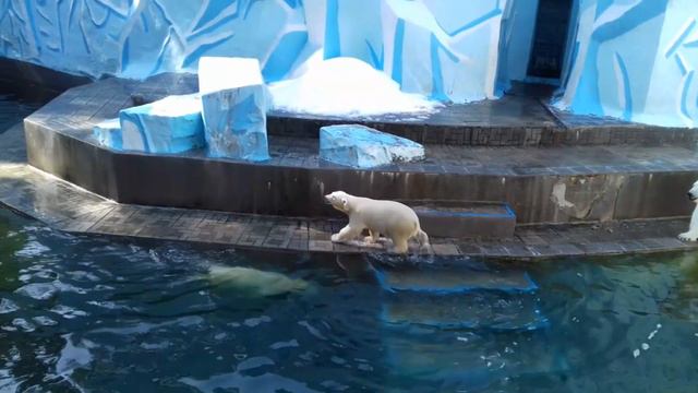 Неугомонные медвежата.... смотреть онлайн