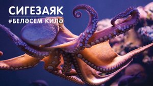 БЕЛӘСЕМ КИЛӘ: сигезаяк / Изучаем с малышами осьминога / Octopus