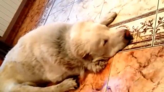 Алабай Умка во сне гавкает на врагов))) смотреть онлайн