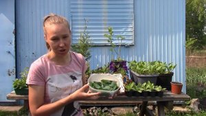 Польза листьев и цветков яблони, ароматный весенний чай