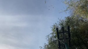 Бойные Голуби?Взлёт и посадка моих голубей! #pigeon #бойныеголуби #tbilisi #georgia #russia #moscow