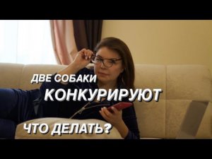 Собаки конкурируют между собой .Что делать?С Вами кинолог Наталья Севостьянова