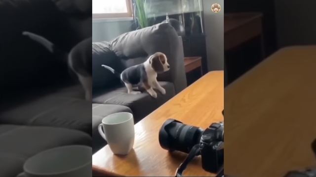 смешные котики