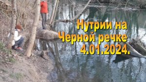 6.01.2024. Нутрии на Черной речке