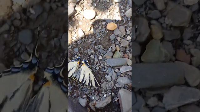 Красивая бабочка🤗😍