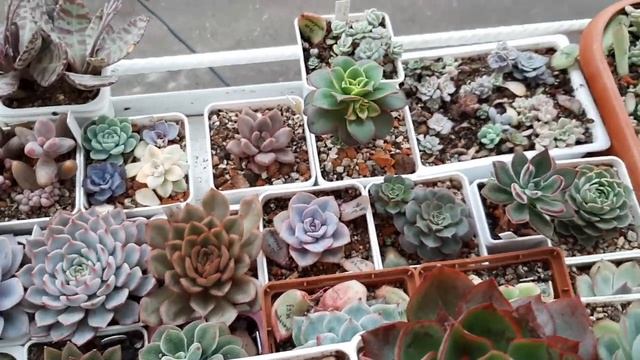 Ответ на вопрос покупателя:"Как я приучаю суккуленты к уличному содержанию" смотреть онлайн
