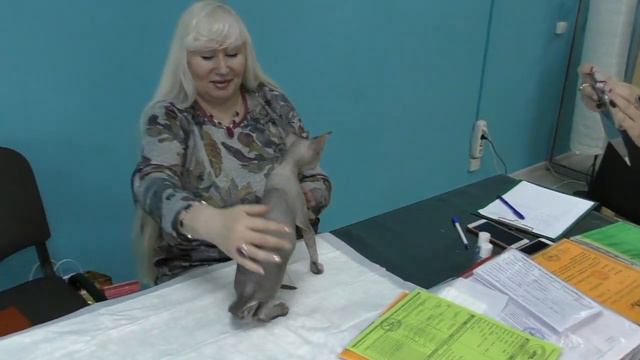 Как одурачивают покупателей породистых котят.