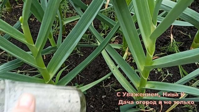ЧЕСНОК ТОЛСТЕЕТ НА ГЛАЗАХ! ОРГАНИЧЕСКАЯ ПОДКОРМКА ЧЕСНОКА. Удобрение из Золы в Июне, Июле.