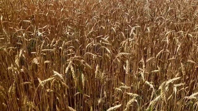 САМВЕЛ АДАМЯН ЮЛЯ РАЗОБЛАЧИЛА ДИЕТОЛОГА АЛИНУ смотреть онлайн