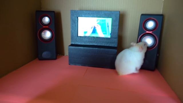 Cardboard hamster house ? My funny pet hamsters in 2-level playground ? Homura Ham