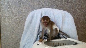 Обезьянка в доме (в квартире)  экзотикюг.рф