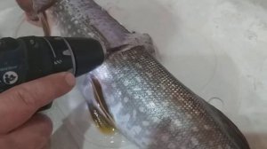 чистка щуки шуруповертом