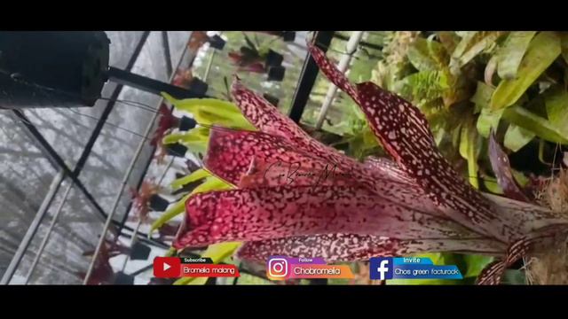 TANAMAN HIAS BROMELIA || Bromeliad Billbergia After glow vitata #tanamanhiasbromelia #chobromelia смотреть онлайн