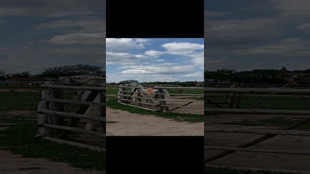 на верблюде 🐫