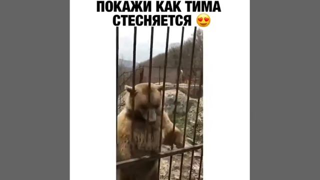 Покажи как Тима стесняется смотреть онлайн