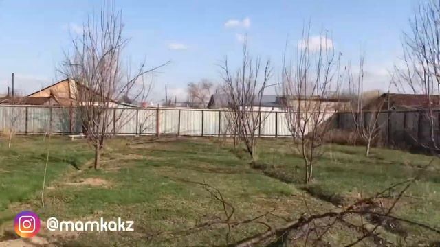 Яблоневый сад, обрезка деревьев яблони,использовали садовый вар,для обработки срезов/спилов смотреть онлайн