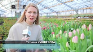 Тюльпаны в теплице КБУ