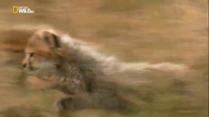 Nat Geo Wild: Рожденные в Африке. Школа выживания