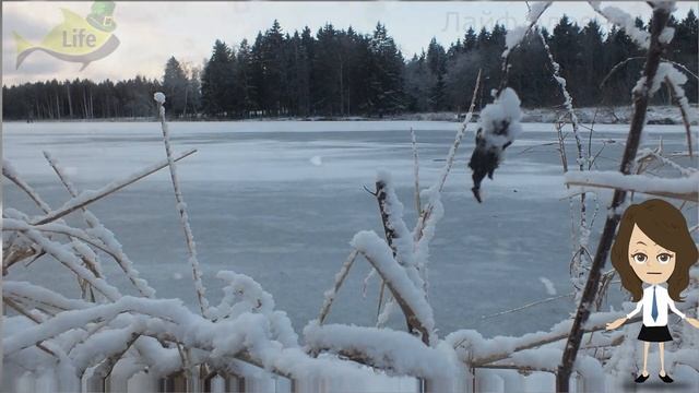 Как на что и где ловить язя зимой в январе? Секреты ловли язя в январе! смотреть онлайн