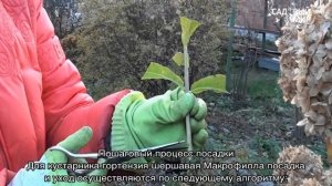 Гортензия Макрофилла (Hydrangea Macrophylla) — описание