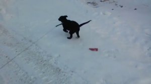 Щенок лабрадор 3 месяца