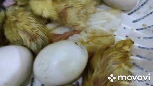 Индоутята. Забыла закрыть инкубатор на 2 часа и вот результат.