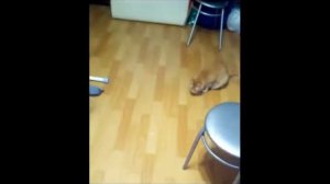 КОшки бегают за лазером.