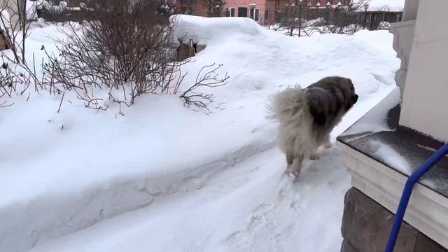Добрейшего утречка друзья Кавказская овчарка Кузьма #кавказскаяовчарка #Кузьма #деревня смотреть онлайн