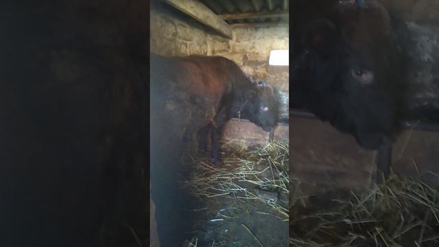 Родился бычок,обзор по бычкам! смотреть онлайн