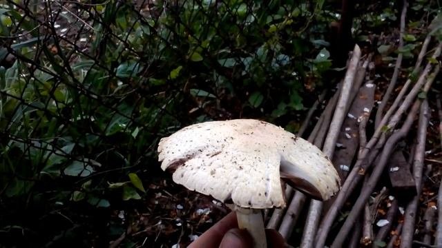 Огромные шампиньоны, описание и внешний вид