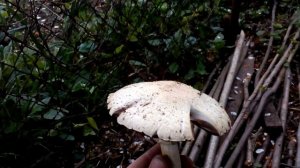 Огромные шампиньоны, описание и внешний вид