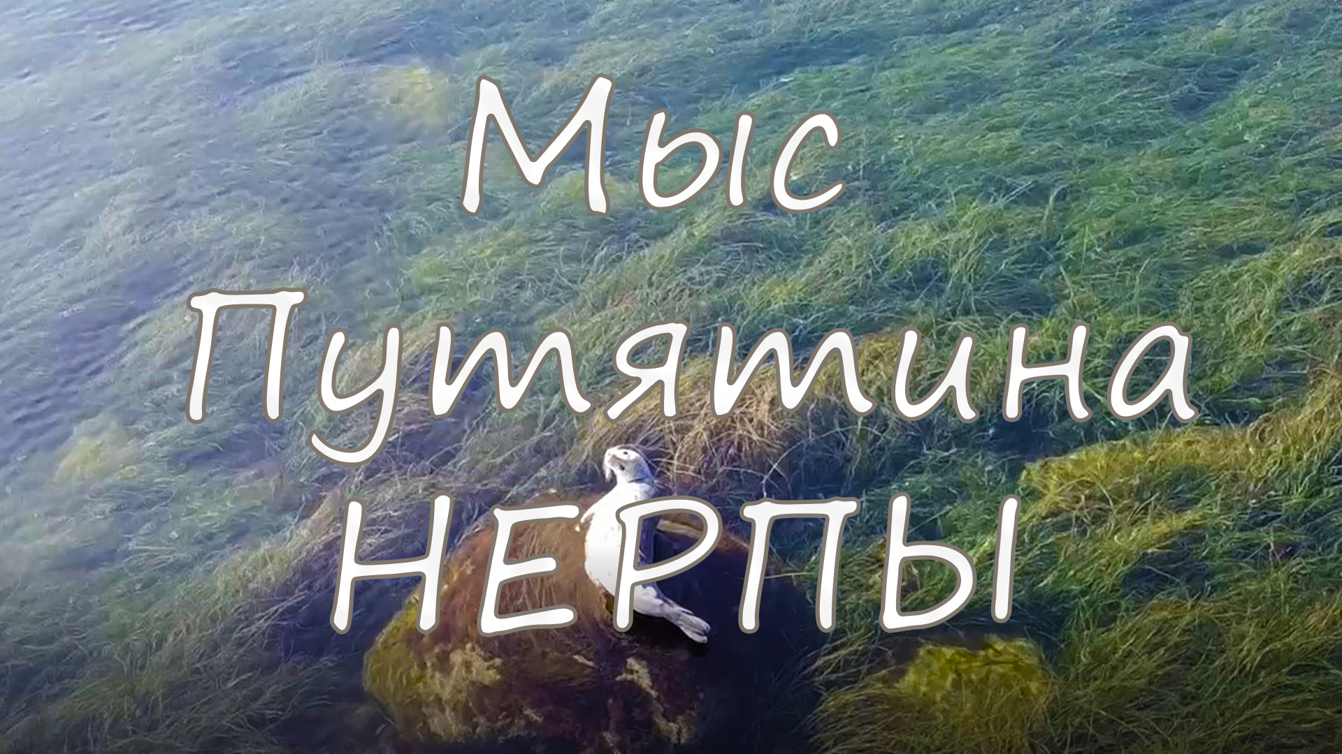 Дальневосточная нерпа – Ларго. Осенние краски Дальнего Востока (Советская Гавань - мыс Путятина)