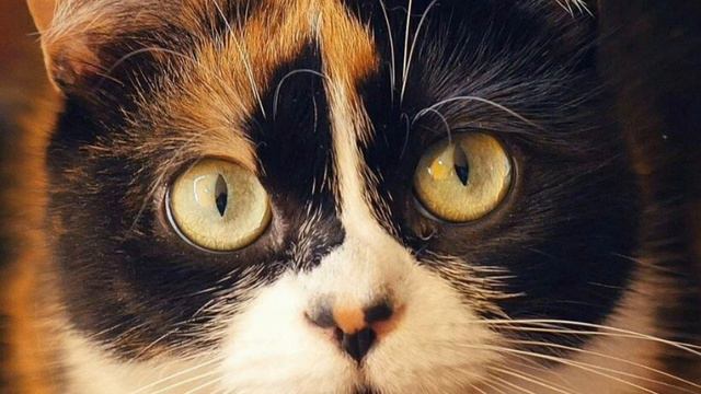 музыка от Slivki Show ВОТ ЧТО МЫ КУПИЛИ НА ALEXPRESS смотреть онлайн