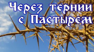 Урок 1. Через тернии с Пастырем