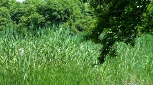 Небесные Горы (Тянь-Шань) Затеряный пруд , водный ишак/HD