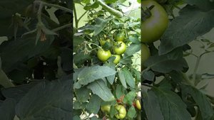 Помидоры сорт Ерофеич - очень рекомендую, как некрупные ровные круглые помидоры. Очень много плодов