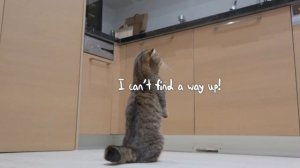 LuLu's Egg-cellent Adventure! | Kittisaurus Villains