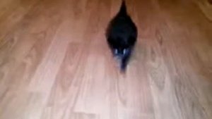 Смешная походка