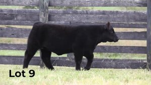 MBM Livestock & Friends Sale • Lot 9