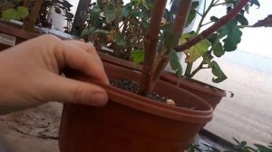 Бегонии поздней осенью. Какие уходят на покой, а какие на рост.