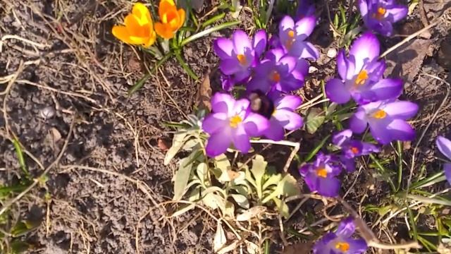 Первоцветы. Пробуждение природы. 01.04.2021.