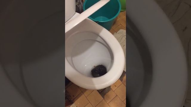 Крыса в унитазе!!!Жесть!23 мая 2017 г. смотреть онлайн